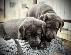 Stunning KC registered Extensively Health Tested Charcoal and Silver Labrador Puppies for sale in Horam, East Sussex | Image 3