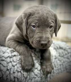 Stunning KC registered Extensively Health Tested Charcoal and Silver Labrador Puppies for sale in Horam, East Sussex | Image 4
