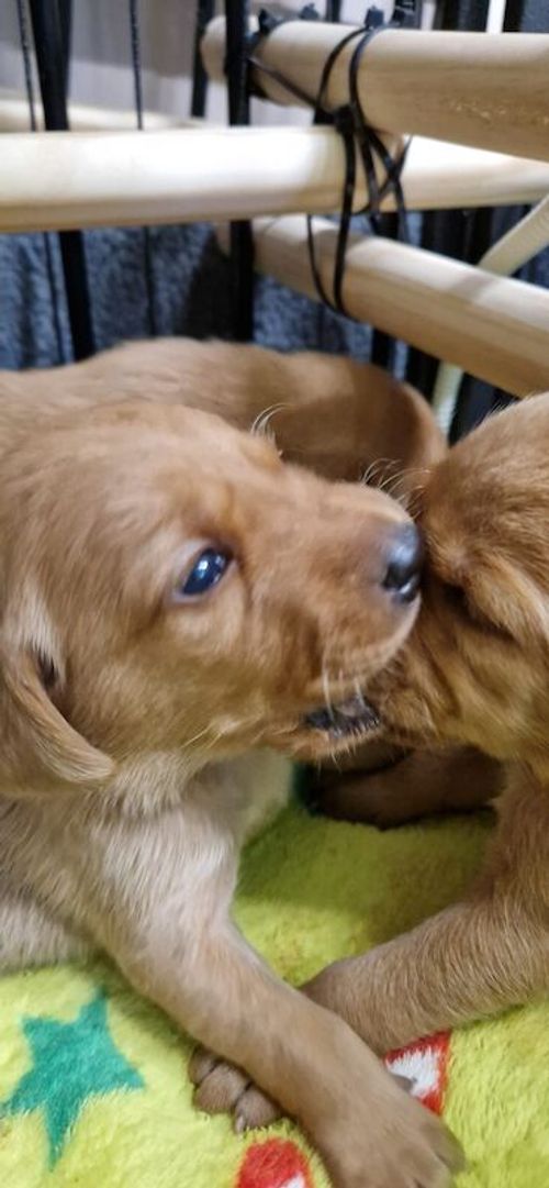 Stunning KC Registered Fox Red Puppies for sale in Kingston upon Hull, East Riding of Yorkshire
