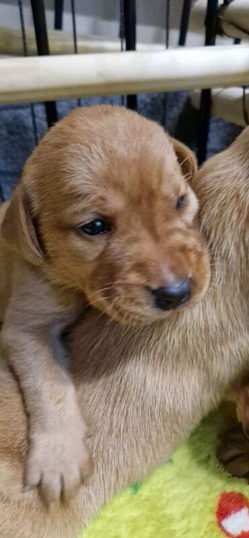 Stunning KC Registered Fox Red Puppies for sale in Kingston upon Hull, East Riding of Yorkshire