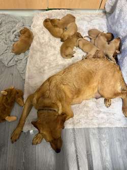 Stunning KC Registered Fox Red Puppies for sale in Kingston upon Hull, East Riding of Yorkshire | Image 2