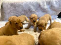 Stunning KC Registered Fox Red Puppies for sale in Kingston upon Hull, East Riding of Yorkshire | Image 3