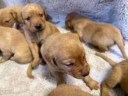 Stunning KC Registered Fox Red Puppies for sale in Kingston upon Hull, East Riding of Yorkshire | Image 4