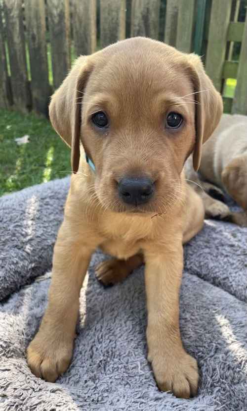 Stunning KC Registered Labrador Male Puppy for sale in Robertsbridge, East Sussex