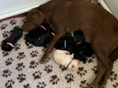 Stunning KC Registered Labrador Puppies for sale in Worthing, West Sussex