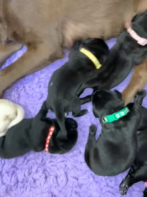 Stunning KC Registered Labrador Puppies for sale in Worthing, West Sussex