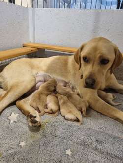 Stunning Fox Red and golden kc registered health tested labrador puppies for sale in Sleaford, Lincolnshire | Image 3