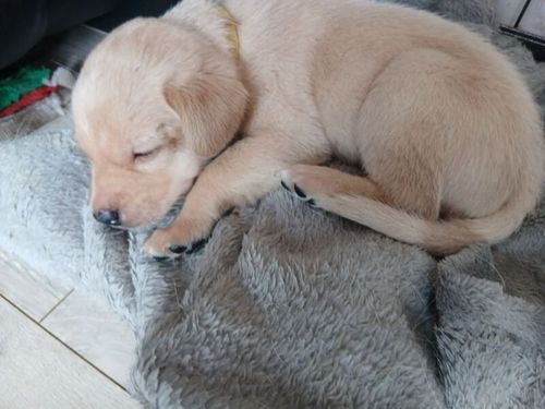 Stunning kc registered labrador pups for sale in Irvine, Ayrshire and Arran