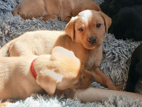 Stunning kc registered labrador pups for sale in Irvine, Ayrshire and Arran