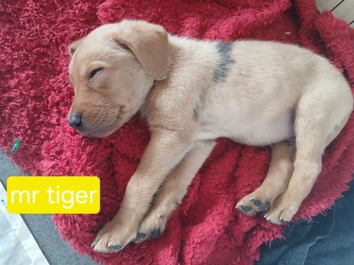 Stunning kc registered labrador pups for sale in Irvine, Ayrshire and Arran