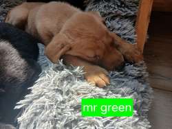 Stunning kc registered labrador pups for sale in Irvine, Ayrshire and Arran | Image 2
