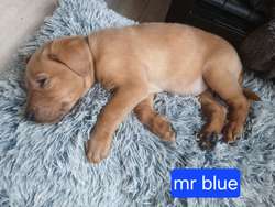 Stunning kc registered labrador pups for sale in Irvine, Ayrshire and Arran | Image 3