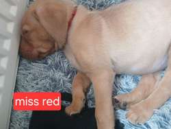 Stunning kc registered labrador pups for sale in Irvine, Ayrshire and Arran | Image 4