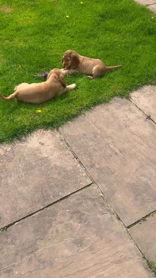 Stunning KC Show Spaniels for sale in Brecon / Aberhonddu, Powys