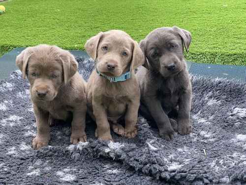 Stunning KC Silver and Charcoal Labs for sale in Whitchurch, Shropshire