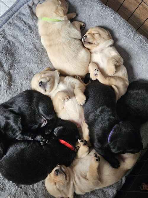 Stunning labrador puppies for sale in New Tredegar, Caerphilly