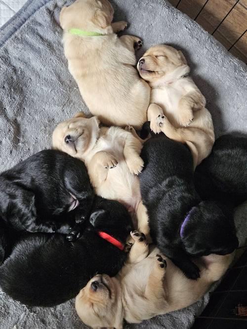 Stunning labrador puppies for sale in New Tredegar, Caerphilly - Image 1