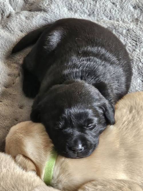 Stunning labrador puppies for sale in New Tredegar, Caerphilly - Image 8