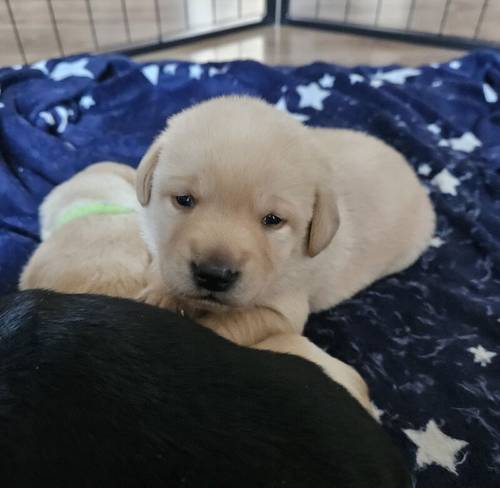 Stunning labrador puppies for sale in New Tredegar, Caerphilly - Image 9