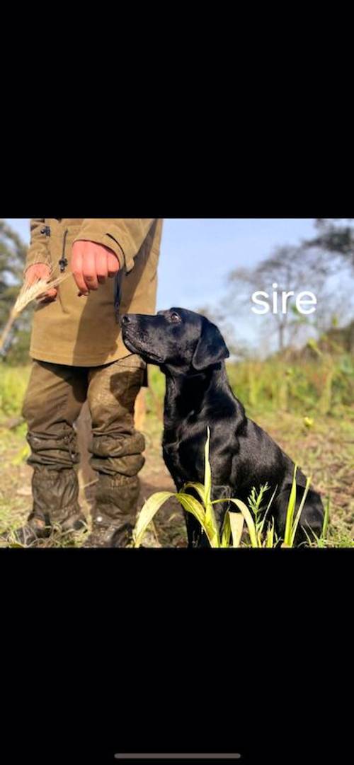 Stunning labrador puppies for sale in Chesterfield, Derbyshire - Image 6