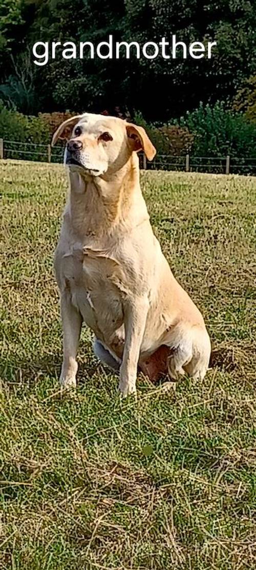 Stunning labrador puppies for sale in Chesterfield, Derbyshire - Image 7