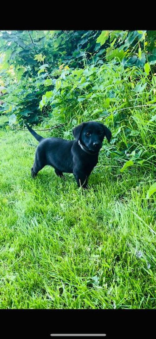 Stunning labrador puppies for sale in Chesterfield, Derbyshire - Image 1