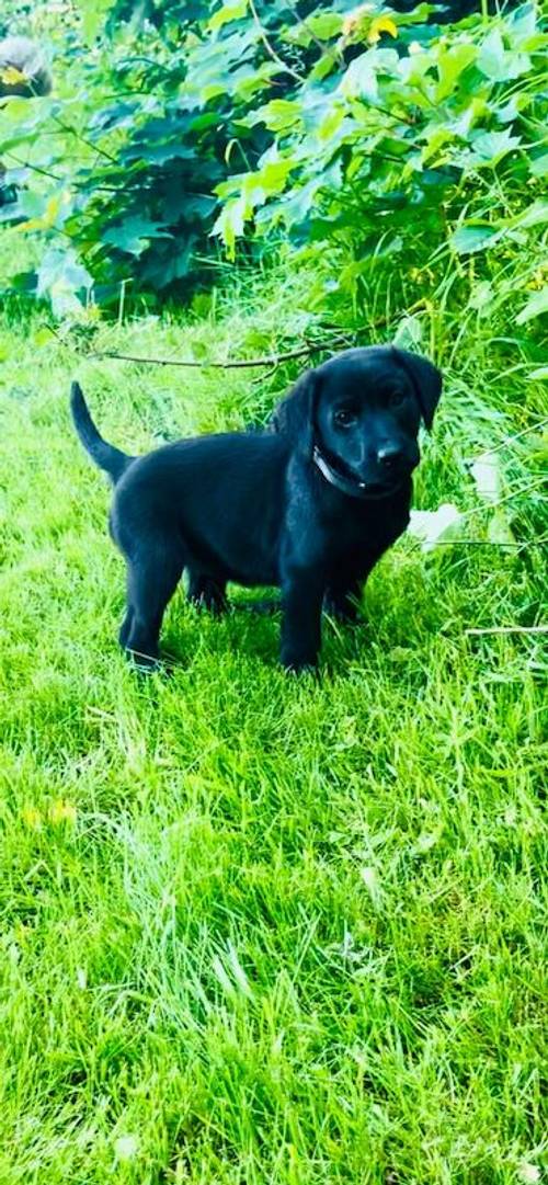 Stunning labrador puppies for sale in Chesterfield, Derbyshire - Image 2