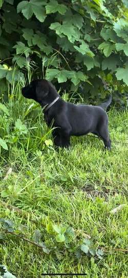 Stunning labrador puppies for sale in Chesterfield, Derbyshire | Image 3