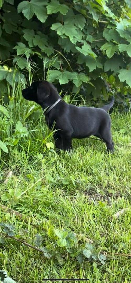 Stunning labrador puppies for sale in Chesterfield, Derbyshire - Image 3