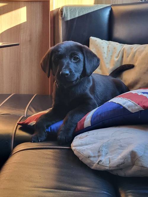 Stunning labrador puppies for sale in Chesterfield, Derbyshire - Image 4