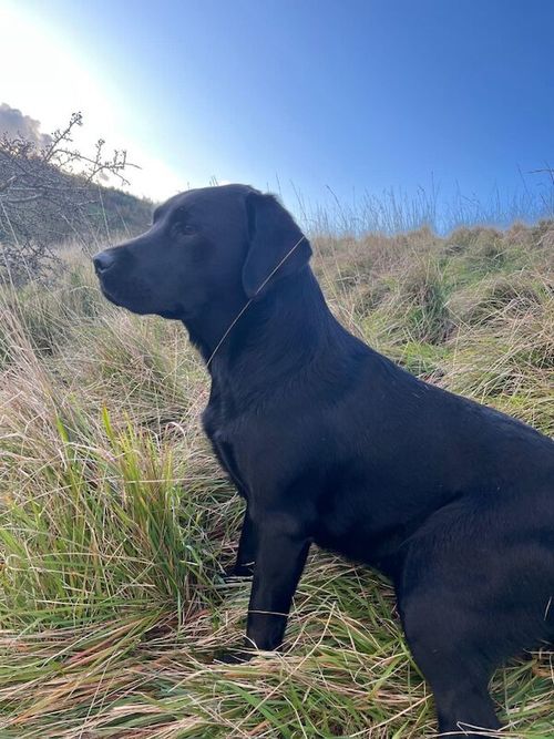 Stunning Labrador puppies for sale in East Riding of Yorkshire