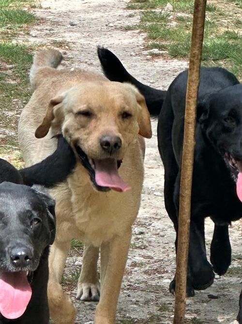 Stunning Labrador puppies for sale in Steyning West Sussex