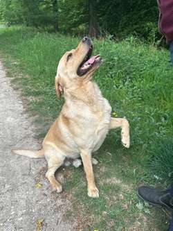Stunning Labrador puppies for sale in Steyning West Sussex | Image 2