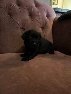 Stunning Labrador puppies for sale in Steyning West Sussex | Image 3