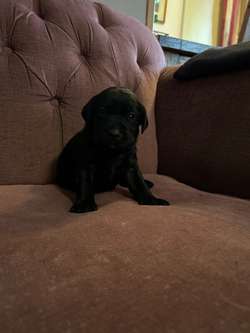 Stunning Labrador puppies for sale in Steyning West Sussex | Image 4