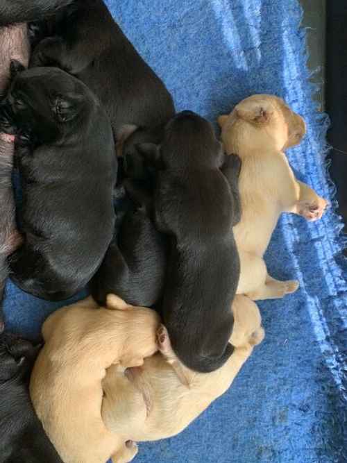 Stunning Labrador Puppies Blacks and Yellows for sale in Boston, Lincolnshire