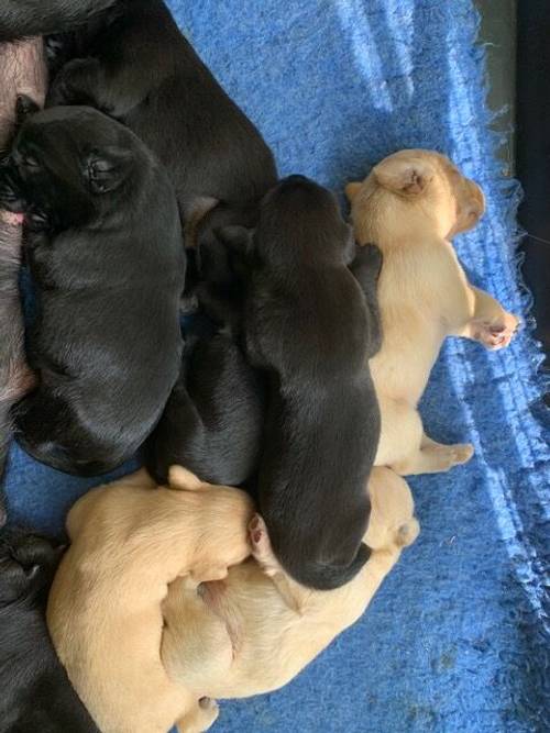 Stunning Labrador Puppies Blacks and Yellows for sale in Boston, Lincolnshire - Image 1