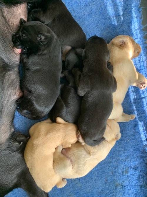 Stunning Labrador Puppies Blacks and Yellows for sale in Boston, Lincolnshire - Image 2