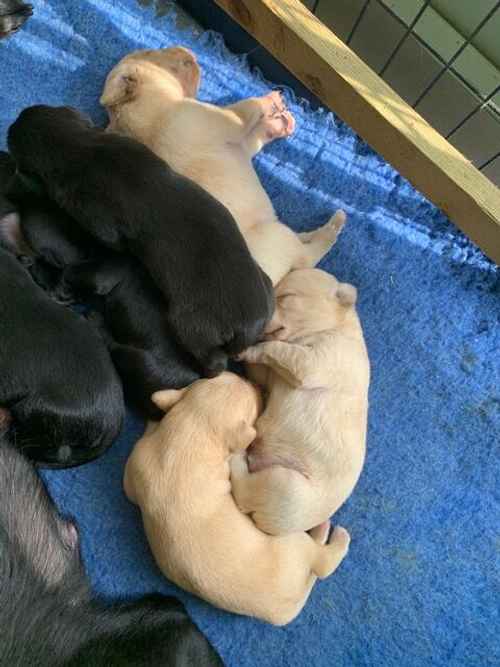 Stunning Labrador Puppies Blacks and Yellows for sale in Boston, Lincolnshire