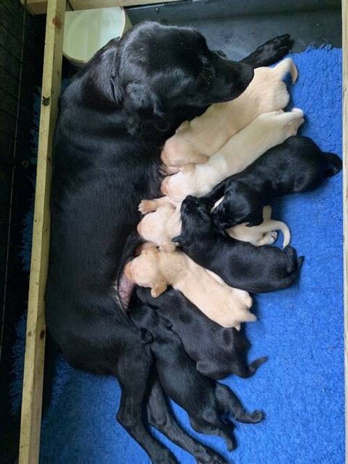 Stunning Labrador Puppies Blacks and Yellows for sale in Boston, Lincolnshire - Image 4