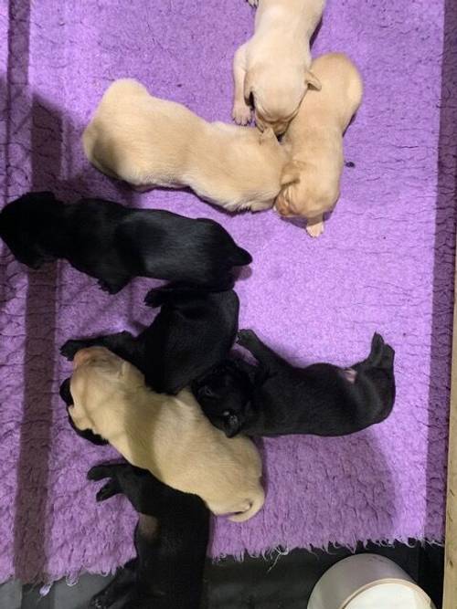 Stunning Labrador Puppies Blacks and Yellows for sale in Boston, Lincolnshire - Image 5