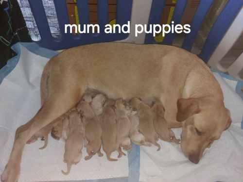 STUNNING LABRADOR PUPS. K.C REGISTERED for sale in Leigh, Greater Manchester