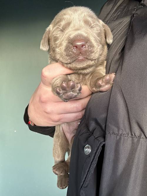 REDUCED!2 boys left - Silver Labradors - KC registered and Health Tested for sale in Crewe, Cheshire - Image 9