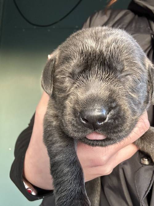 REDUCED!2 boys left - Silver Labradors - KC registered and Health Tested for sale in Crewe, Cheshire - Image 6