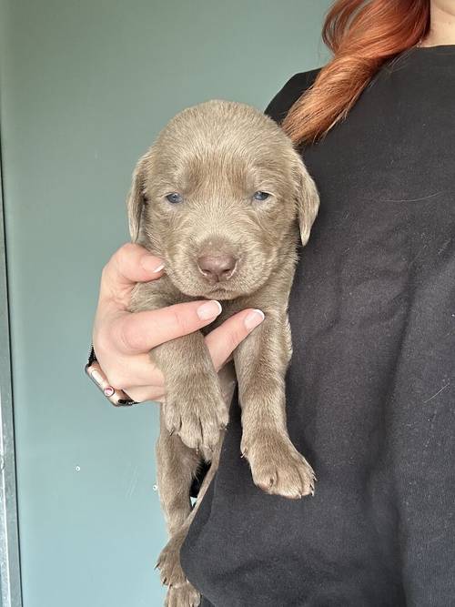 REDUCED!2 boys left - Silver Labradors - KC registered and Health Tested for sale in Crewe, Cheshire - Image 8