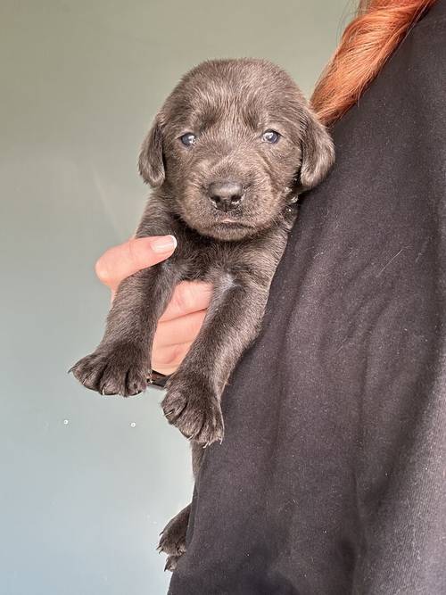 Ready Now!!! Silver/Charcoal Labradors - KC registered and Health Tested for sale in Crewe, Cheshire - Image 10