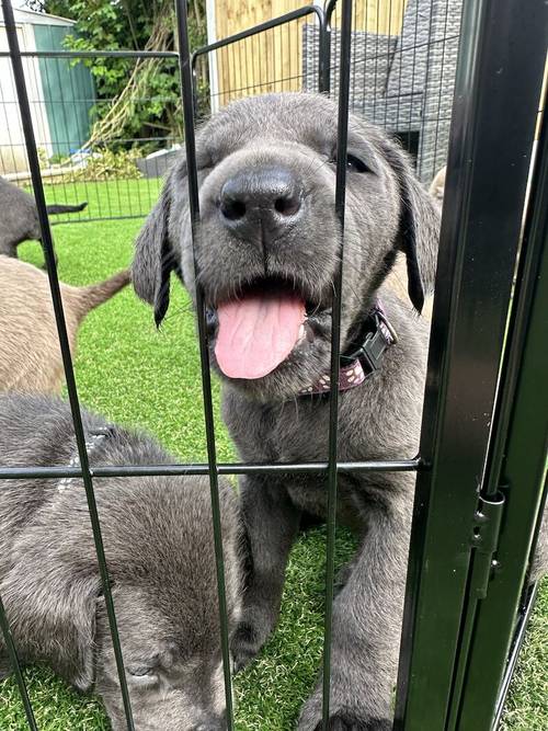 Ready Now!!! Silver/Charcoal Labradors - KC registered and Health Tested for sale in Crewe, Cheshire - Image 4