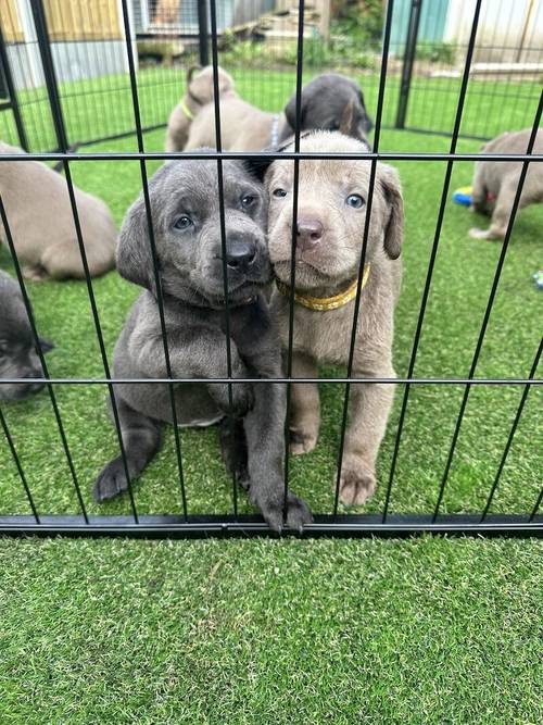 Ready Now!!! Silver/Charcoal Labradors - KC registered and Health Tested for sale in Crewe, Cheshire - Image 3