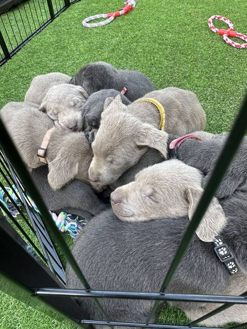 Ready Now!!! Silver/Charcoal Labradors - KC registered and Health Tested for sale in Crewe, Cheshire - Image 5