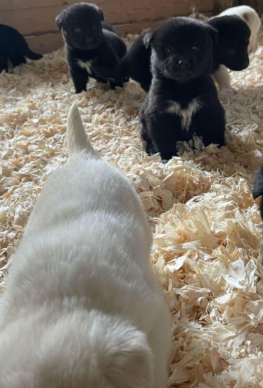 Labrakita puppies sale for sale